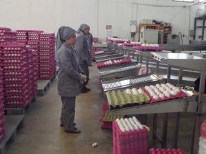 Irak’ın Yumurtası Başmakçı’dan