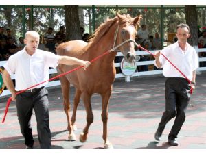 Lüks Daire Fiyatına Taylar Kapışıldı