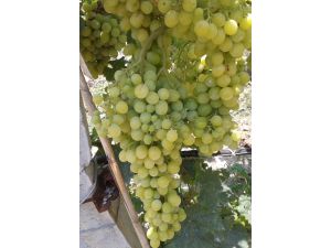 Üzümün Yararları Saymakla Bitmiyor