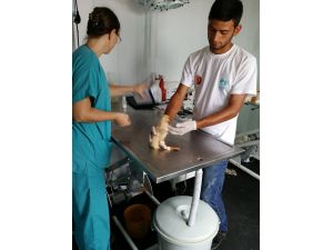 Yaralı Ördeği Çöpe Attılar