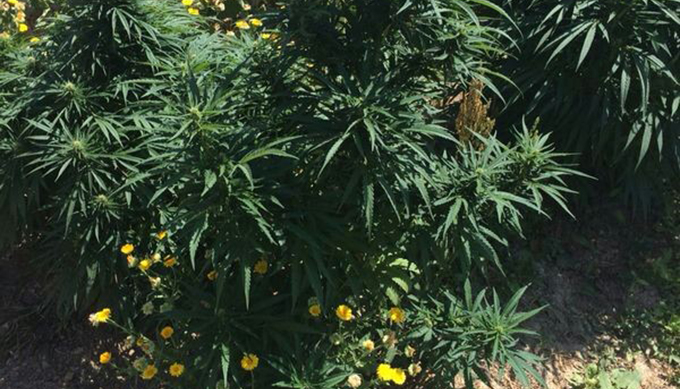 Bahçelerinde Kenevir Yetiştiren Çift Gözaltına Alındı