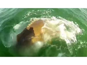 Köpek Balığı Bu Kez Av Oldu