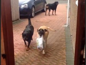 Lütfen, Çantaları Ben Taşırım