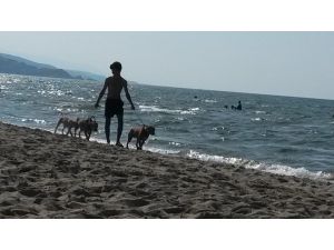 (Özel Haber) Plajda Pitbull Paniği