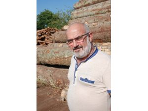 Yaşlı Ağaçlar Ormanları Çürütüyor