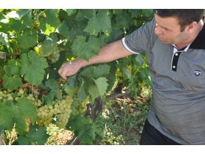 İnegölde Üzüm Üretimi Artıyor