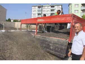 Ayçekirdeğini Sam Yeli Vurdu