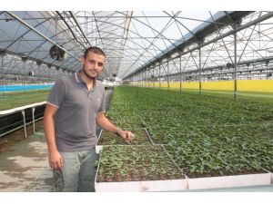 Kışlık Domates Fideleri Dikimlik Boya Ulaştı