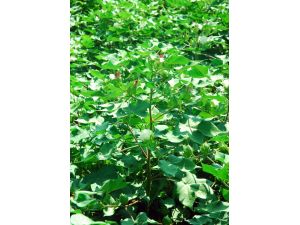 Pamukta İlk Hasat Manavgat’tan Geldi