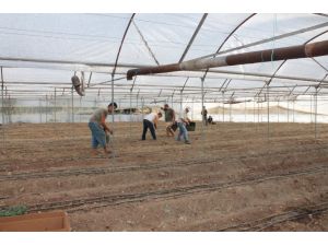 Üretici Yeniden Açılan Rus Pazarından Ümitli