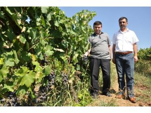 İnegöl’ün Meyvecilikte Yüzü Güldü