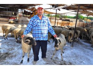 (Özel Haber) Kurban Üreticileri Dertli