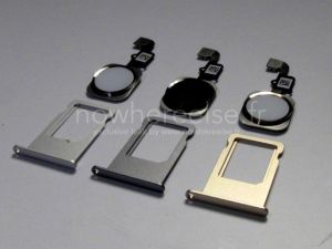 İphone 6’nın Altın, Gümüş Ve Gri Renklerde Olacağı İddia Edildi