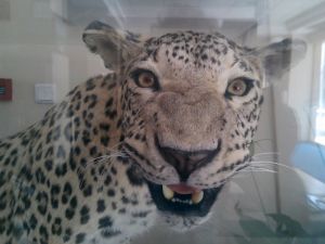 Diyarbakır’da Öldürülen Leoparın Tahniti Hayran Bıraktı