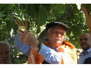 Tzob Genel Başkanı Bayraktar, Aydın’da İlk İncir Hasadına Katıldı