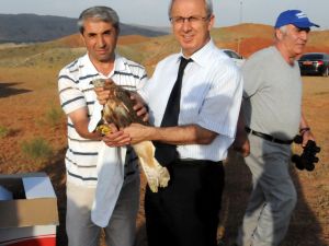Iğdır’da Tedavisi Yapılan Şahinler Doğaya Bırakıldı