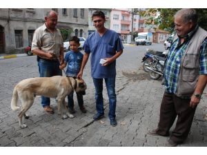 Bayramiç’te Köpeklere Kuduz Aşısı