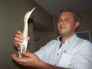 Göç Yolunda Yaralanan Balaban Kuşu Koruma Altında