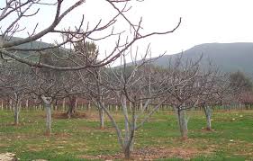 Ağaç Budamaya Gittiği Bahçede Ölü Bulundu
