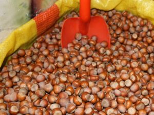 Fındıkta Sezonun Rekor Fiyatı 12.5 Tl