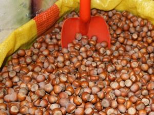 Fındıkta Rekor Fiyat