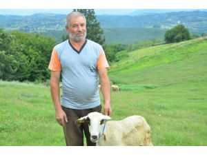 Mavi Dil Hastalığı Nedeniyle Karantina Uygulaması Başlatıldı