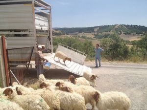 Başkentten Türkmenistana Koyun İhracatı