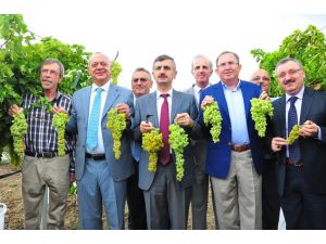 Üzümün Başkenti Manisa’da Şenlik Başladı