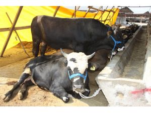 Bu Sene Kurbanlıklar El Yakacak