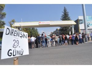 Direne Direne Nişanlandılar