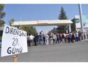 Direne Direne Nişanlandılar