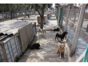 Hayvan Hakları İçin 900 Km Kat Etti