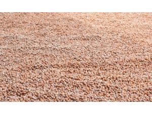 Fındık Fiyatı Rekor Kırdı