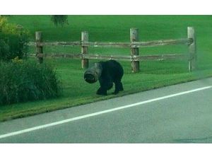 Kafasındaki Kovadan Kurtarıldı