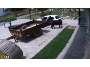 Kız Değil, İnek Kaçırdılar