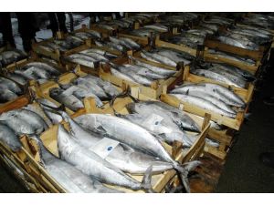 Bandırmada Torik Bolluğu