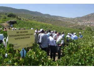 Konya’da Üzüm Hasadı
