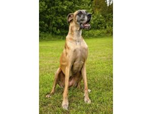 3 Yaşındaki Köpeğin Midesinden 43 Tane Çorap Çıkartıldı