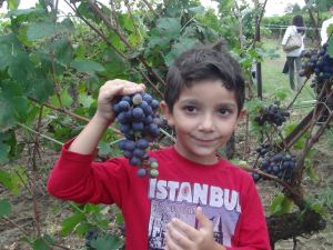 Tekirdağ’da Bağ Bozumu Şenliği