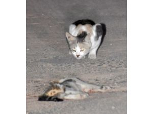 Ölen Kedinin Başından Ayrılmadı