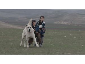 Türk Filmi Venedik’e Damga Vurdu