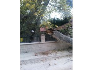 Bin 257 Çınar Yıkıldı