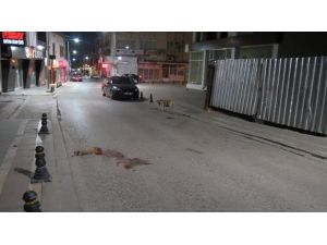 Ölen Yavrusunun Başından Bir Dakika Bile Ayrılmadı