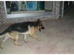 Sokak Köpekleri Korkutuyor
