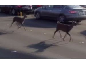 Köprüden Geçti Geyik