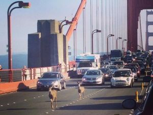 Dünyaca Ünlü Asma Köprüyü Geyikler İşgal Etti