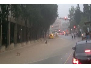 Bursada Sel Sularında Dehşet Anları