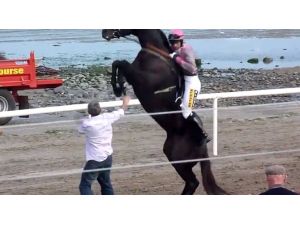 Şaha Kalktı, Biniciyi Fırlattı