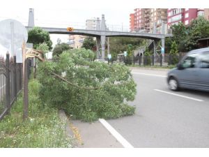 Giresun’da Şiddetli Rüzgar Ağaçları Devirdi