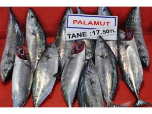 Palamut 10 Gün Sonra Tezgaha Düştü